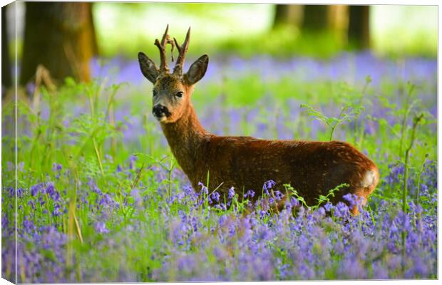 Roe deer in bluebells  Canvas Print by Shaun Jacobs