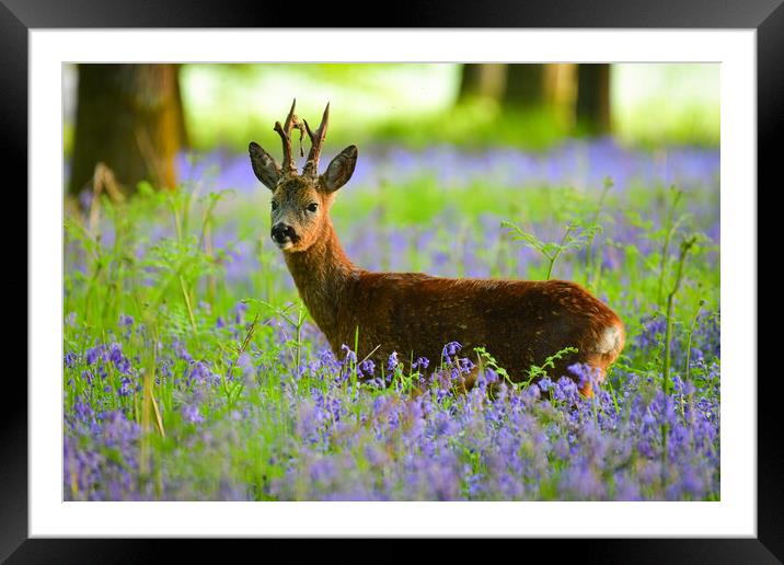 Roe deer in bluebells  Framed Mounted Print by Shaun Jacobs