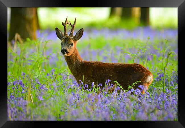 Roe deer in bluebells  Framed Print by Shaun Jacobs