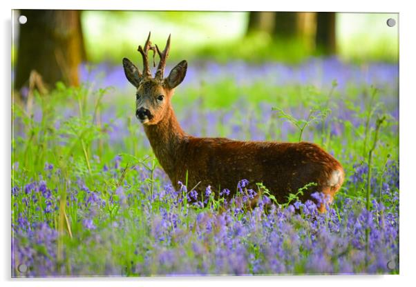 Roe deer in bluebells  Acrylic by Shaun Jacobs
