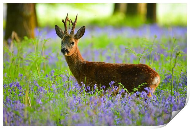 Roe deer in bluebells  Print by Shaun Jacobs