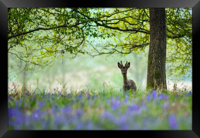 Young deer in bluebells  Framed Print by Shaun Jacobs