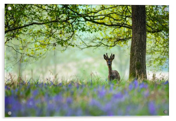 Young deer in bluebells  Acrylic by Shaun Jacobs