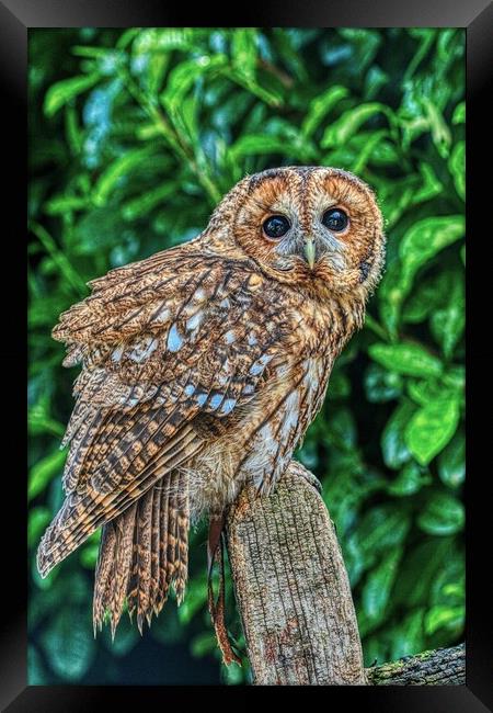 Tawny Owl 2 Framed Print by Helkoryo Photography