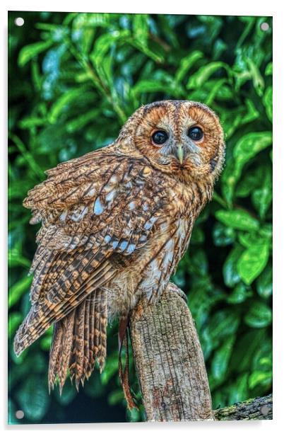 Tawny Owl 2 Acrylic by Helkoryo Photography