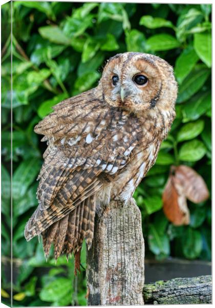 Tawny Owl 1 Canvas Print by Helkoryo Photography
