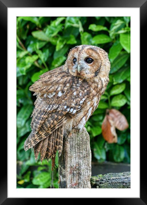 Tawny Owl 1 Framed Mounted Print by Helkoryo Photography