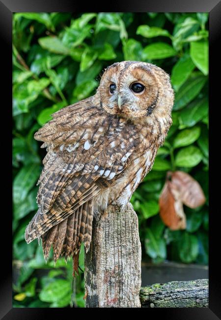Tawny Owl 1 Framed Print by Helkoryo Photography