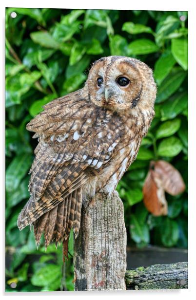 Tawny Owl 1 Acrylic by Helkoryo Photography