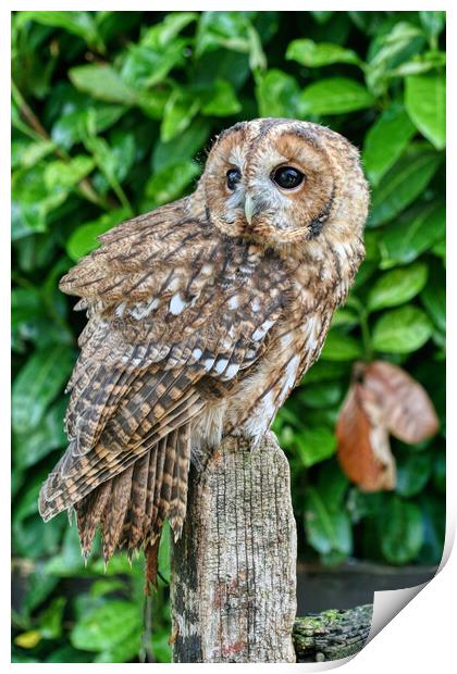 Tawny Owl 1 Print by Helkoryo Photography