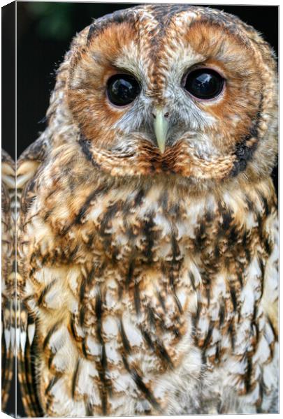 Tawny Owl 3 Canvas Print by Helkoryo Photography