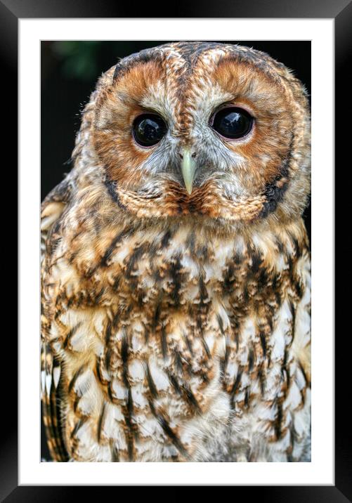 Tawny Owl 3 Framed Mounted Print by Helkoryo Photography