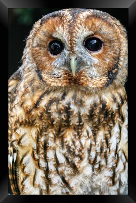 Tawny Owl 3 Framed Print by Helkoryo Photography