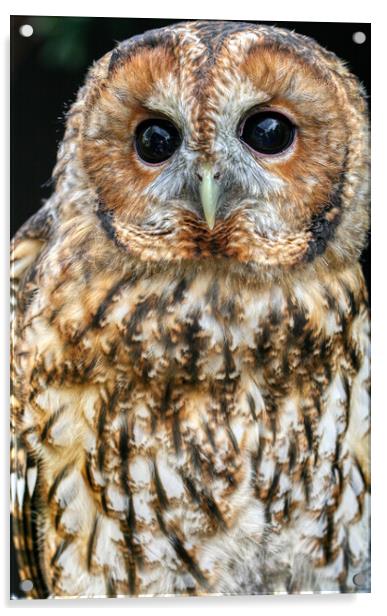 Tawny Owl 3 Acrylic by Helkoryo Photography