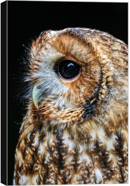 Tawny Owl 4 Canvas Print by Helkoryo Photography