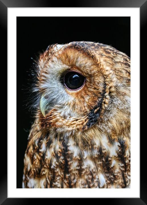 Tawny Owl 4 Framed Mounted Print by Helkoryo Photography