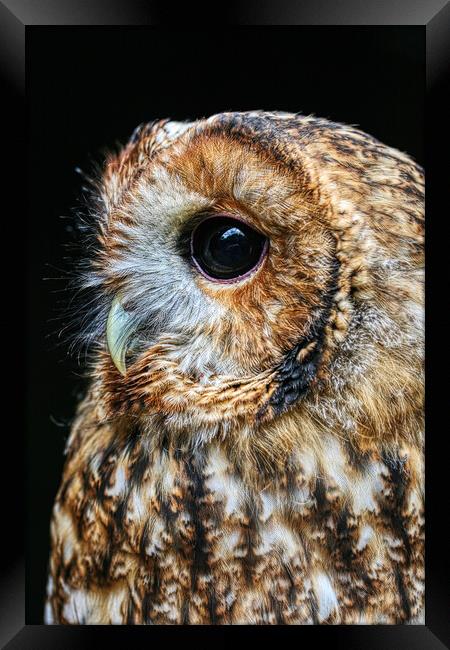 Tawny Owl 4 Framed Print by Helkoryo Photography