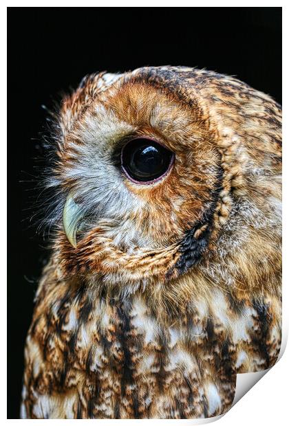 Tawny Owl 4 Print by Helkoryo Photography