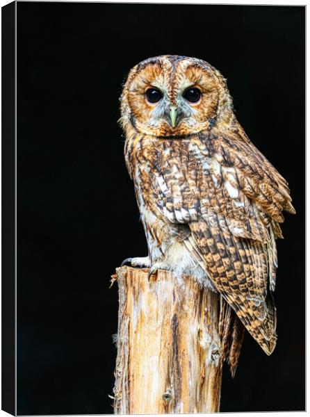 Tawny owl 5 Canvas Print by Helkoryo Photography