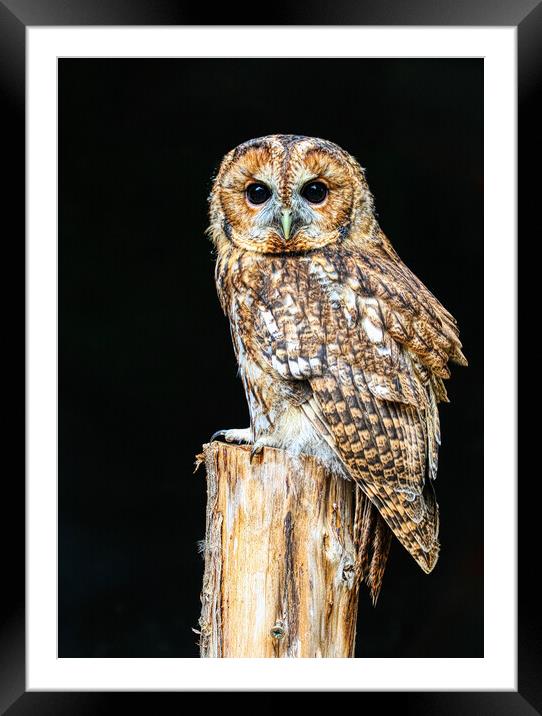 Tawny owl 5 Framed Mounted Print by Helkoryo Photography