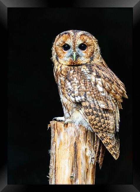 Tawny owl 5 Framed Print by Helkoryo Photography