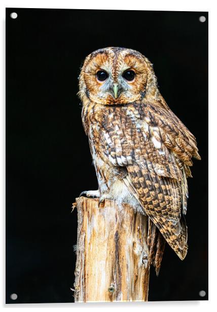 Tawny owl 5 Acrylic by Helkoryo Photography
