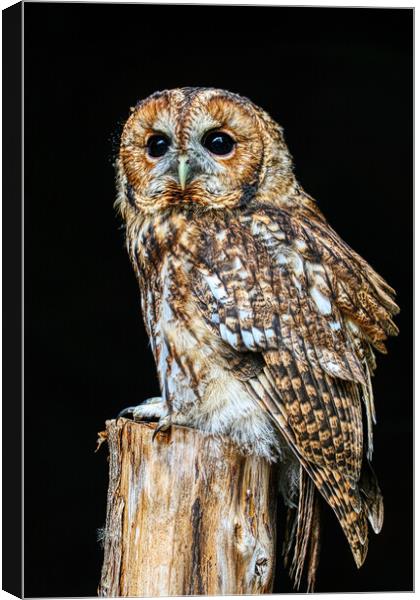 Tawny Owl 6 Canvas Print by Helkoryo Photography