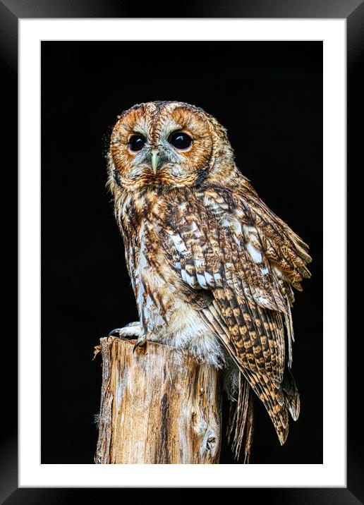 Tawny Owl 6 Framed Mounted Print by Helkoryo Photography