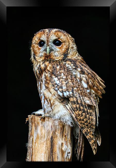 Tawny Owl 6 Framed Print by Helkoryo Photography