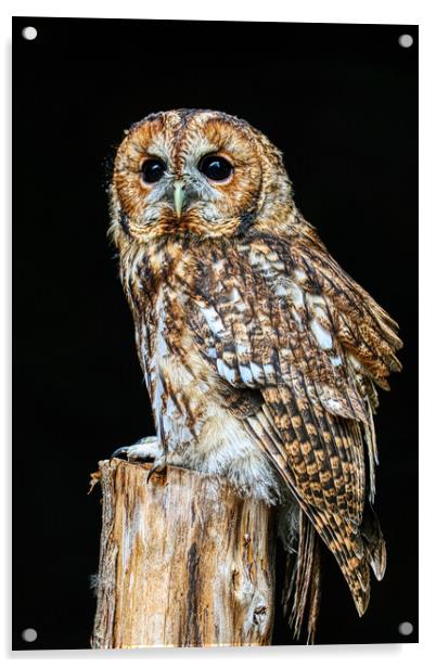 Tawny Owl 6 Acrylic by Helkoryo Photography