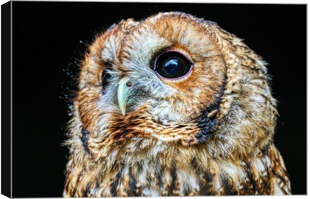 Tawny owl 7 Canvas Print by Helkoryo Photography