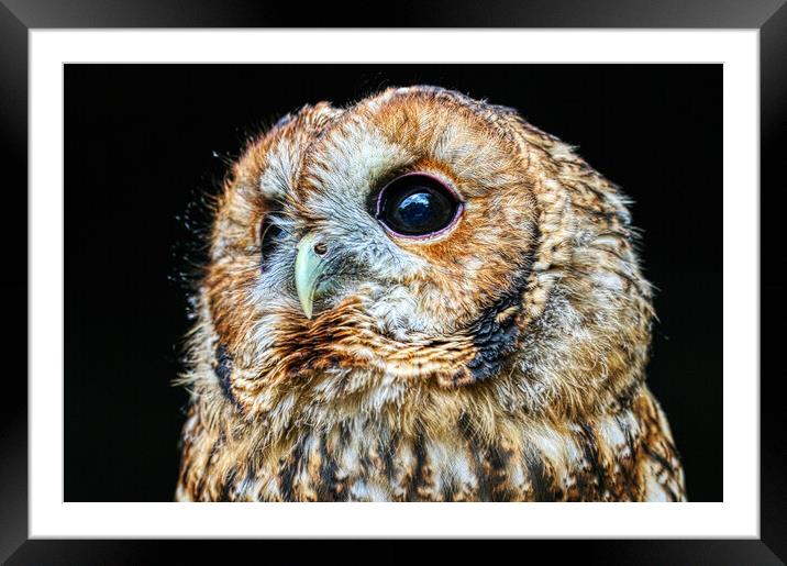 Tawny owl 7 Framed Mounted Print by Helkoryo Photography