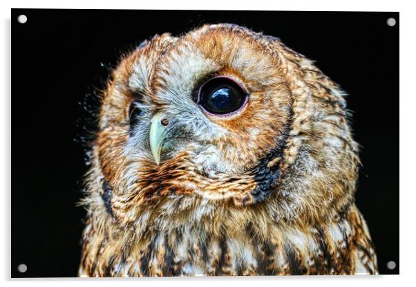 Tawny owl 7 Acrylic by Helkoryo Photography