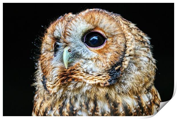Tawny owl 7 Print by Helkoryo Photography