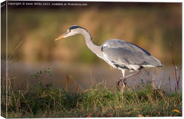 Grey heron has an eye on something Canvas Print by Kevin White