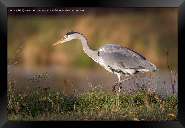 Grey heron has an eye on something Framed Print by Kevin White