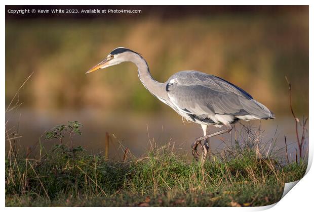 Grey heron has an eye on something Print by Kevin White