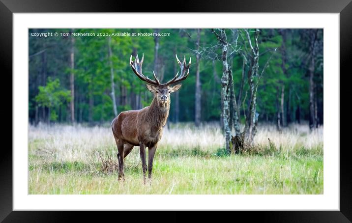The majestic monarch of the glen.  Framed Mounted Print by Tom McPherson