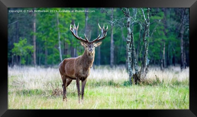 The majestic monarch of the glen.  Framed Print by Tom McPherson