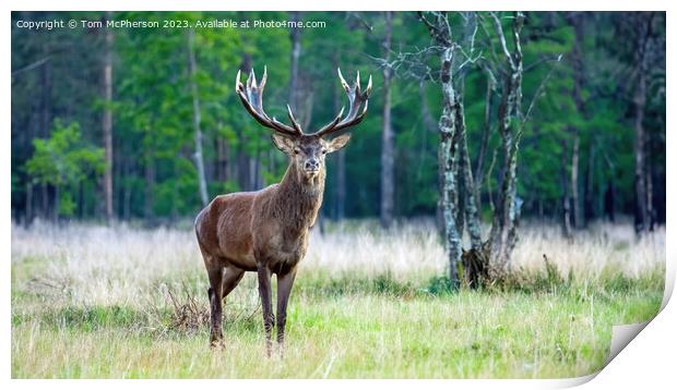 The majestic monarch of the glen.  Print by Tom McPherson