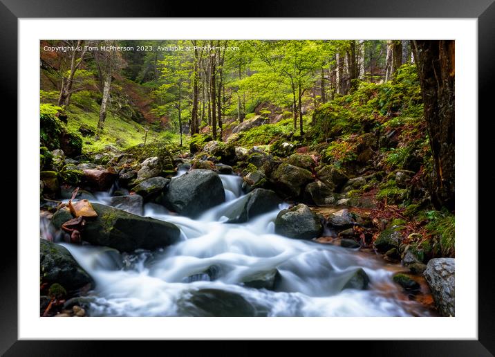 Forest Dream 27 Framed Mounted Print by Tom McPherson