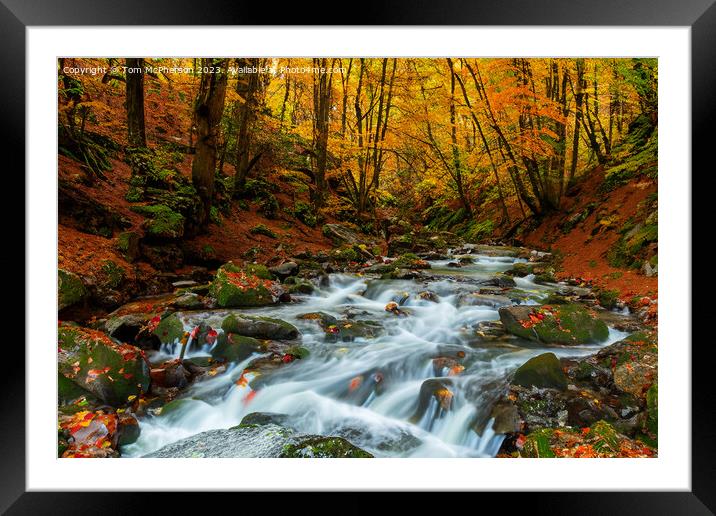 Forest Dream 28 Framed Mounted Print by Tom McPherson