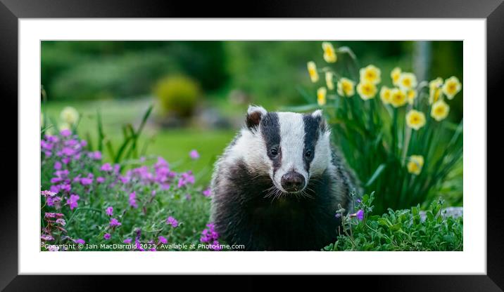 Garden Visitor Framed Mounted Print by Iain MacDiarmid