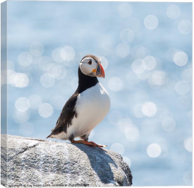 Peaceful Puffin  Canvas Print by Kay Roxby