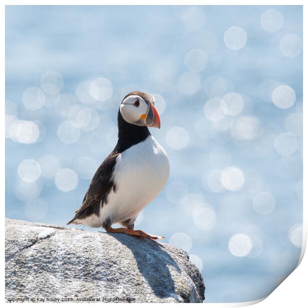 Peaceful Puffin  Print by Kay Roxby