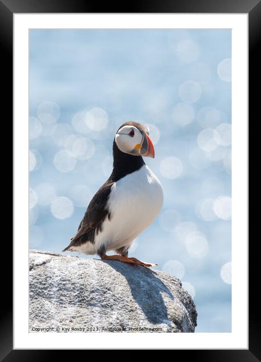 Peaceful Puffin  Framed Mounted Print by Kay Roxby