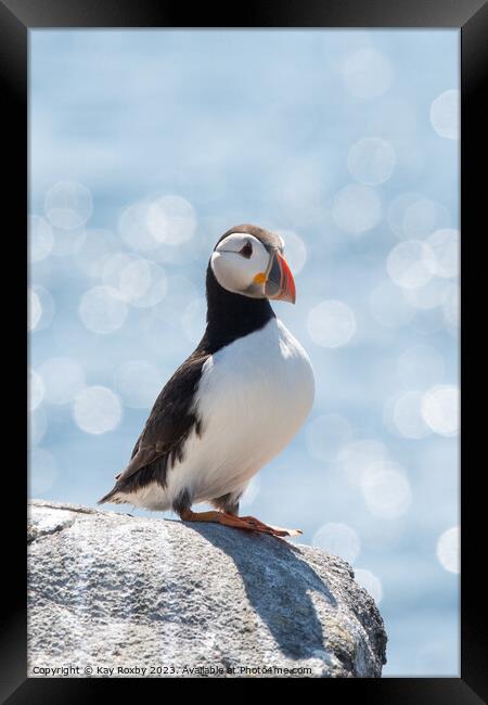 Peaceful Puffin  Framed Print by Kay Roxby