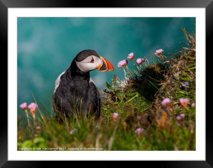 Stop and Smell the Flowers Framed Mounted Print by Iain MacDiarmid