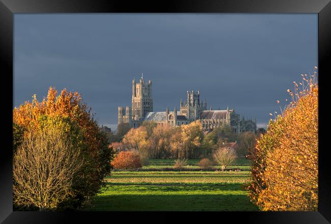 Afternoon autumnal light on Ely Cathedral, 23rd November 2023 Framed Print by Andrew Sharpe