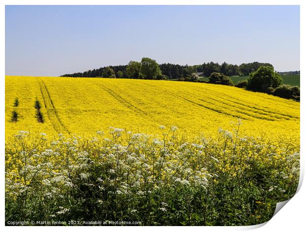 Yellow Cotswolds field Print by Martin fenton
